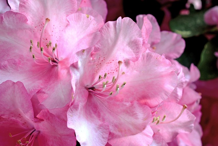 Rhododendron-Haven