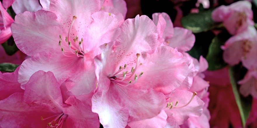 Rhododendron-Haven